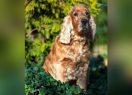 Benny Bub - fitter Cocker Spaniel - Tierhilfe Franken e.V.
