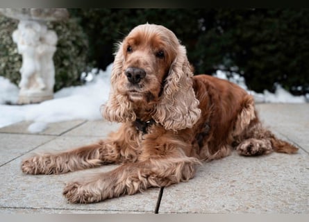 Benny Bub - fitter Cocker Spaniel - Tierhilfe Franken e.V.