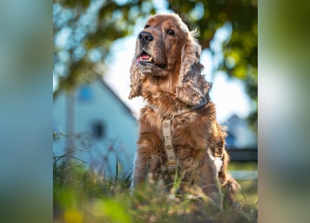 Benny Bub - fitter Cocker Spaniel - Tierhilfe Franken e.V.