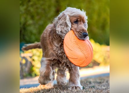 Benny Bub - fitter Cocker Spaniel - Tierhilfe Franken e.V.