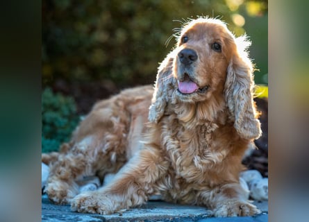 Benny Bub - fitter Cocker Spaniel - Tierhilfe Franken e.V.