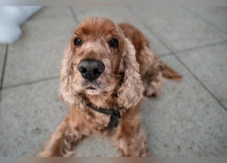 Benny Bub - fitter Cocker Spaniel - Tierhilfe Franken e.V.