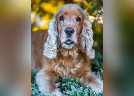Benny Bub - fitter Cocker Spaniel - Tierhilfe Franken e.V.