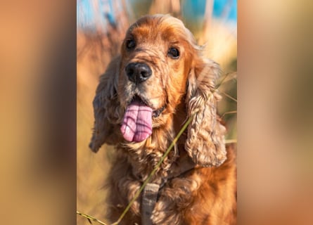 Benny Bub - fitter Cocker Spaniel - Tierhilfe Franken e.V.