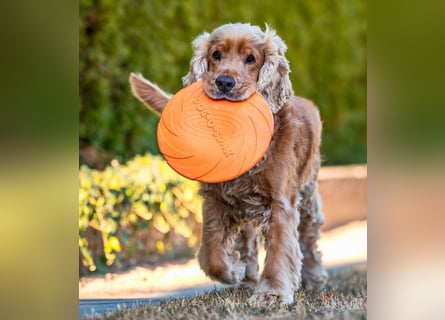 Benny Bub - fitter Cocker Spaniel - Tierhilfe Franken e.V.