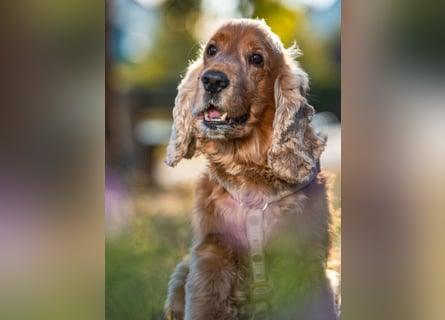 Benny Bub - fitter Cocker Spaniel - Tierhilfe Franken e.V.
