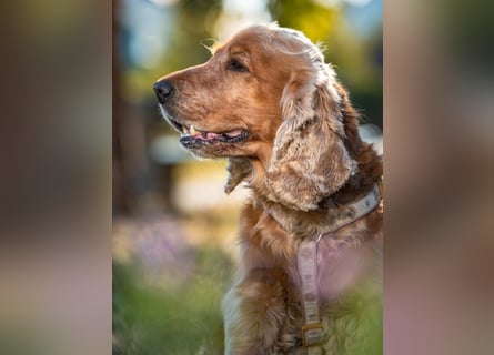 Benny Bub - fitter Cocker Spaniel - Tierhilfe Franken e.V.