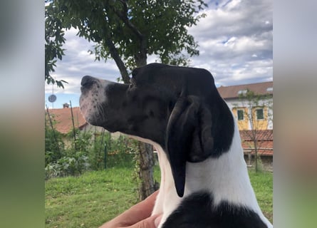 Stella  - RESERVIERT