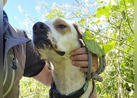 Rico: wunderschöner Pointer