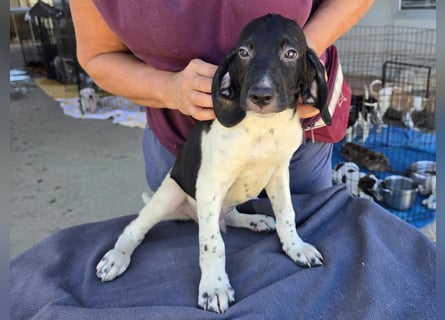 Gandolfo: kleiner Fratz sucht Kuschelplatz