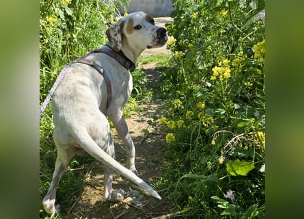 Rico: wunderschöner Pointer