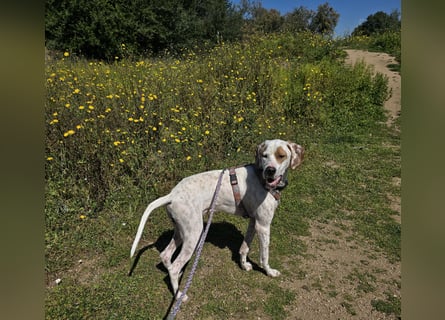 Rico: wunderschöner Pointer