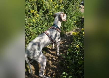 Rico: wunderschöner Pointer