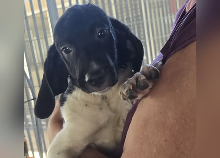 Gandolfo: kleiner Fratz sucht Kuschelplatz