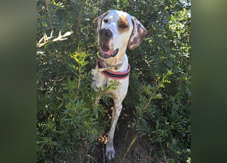 Rico: wunderschöner Pointer