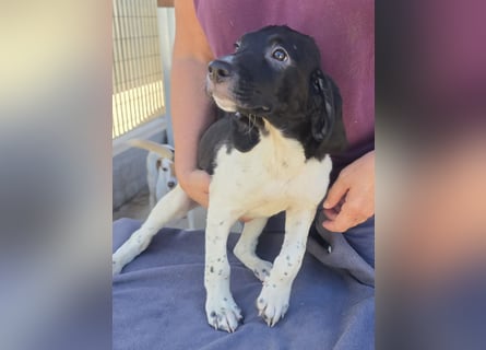 Gandolfo: kleiner Fratz sucht Kuschelplatz