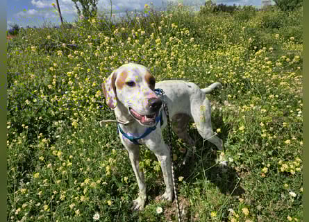 Rico: wunderschöner Pointer