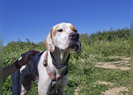 Rico: wunderschöner Pointer