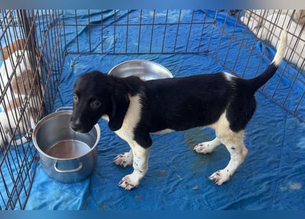 Gandolfo: kleiner Fratz sucht Kuschelplatz