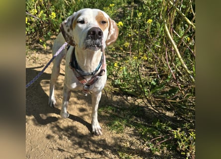 Rico: wunderschöner Pointer