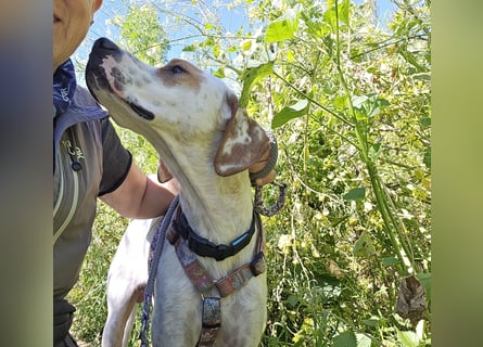 Rico: wunderschöner Pointer