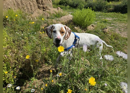 Rico: wunderschöner Pointer