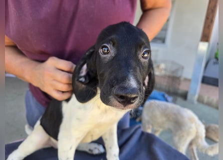 Gandolfo: kleiner Fratz sucht Kuschelplatz