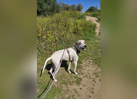 Rico: wunderschöner Pointer