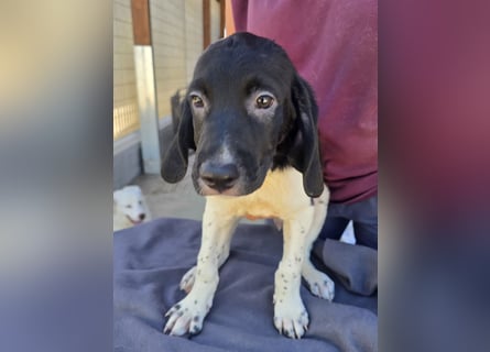 Gandolfo: kleiner Fratz sucht Kuschelplatz