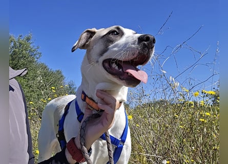 Nicoletta: perfekte Hündin für aktive Familien