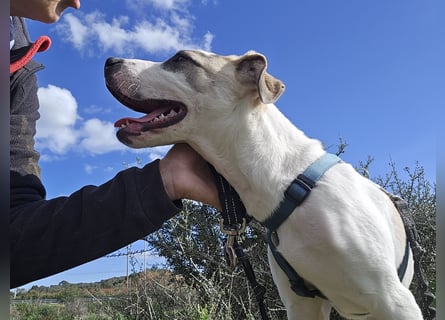 Nicoletta: perfekte Hündin für aktive Familien