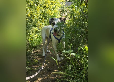 Nicoletta: perfekte Hündin für aktive Familien