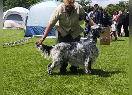 English setter Deckrüden