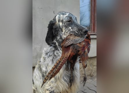 English setter Deckrüden