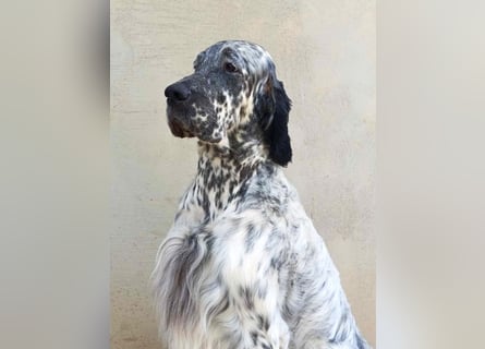 English setter Deckrüden