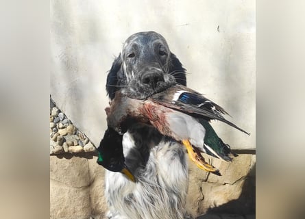 English setter Deckrüden