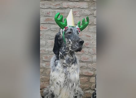 English setter Deckrüden