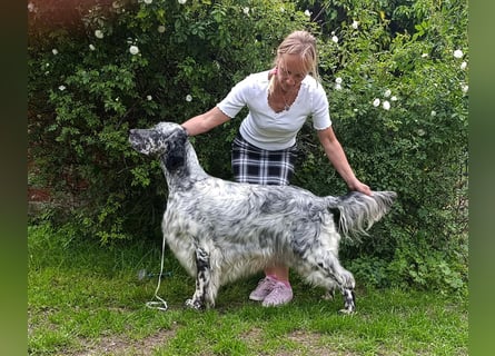 English setter Deckrüden