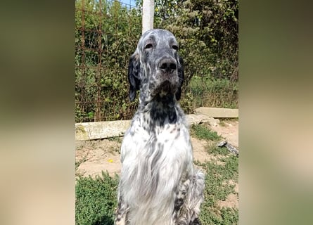 English setter Deckrüden