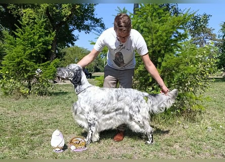 English setter Deckrüden