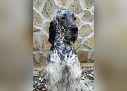 English setter Deckrüden