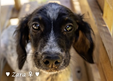 Vier Setter (-mischlinge) suchen ein Zuhause ab August
