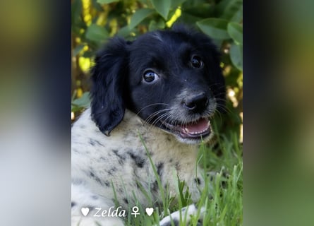 Vier Setter (-mischlinge) suchen ein Zuhause ab August