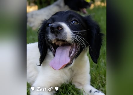 Zen -ein Setterwelpe sucht ab Ende August ein Zuhause