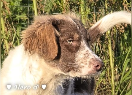 Hank und Hero suchen ein Zuhause