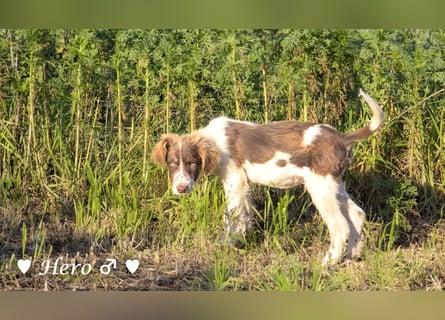 Hank und Hero suchen ein Zuhause