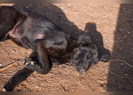 Doros, Dinos, Deri und Dex  suchen ein Zuhause