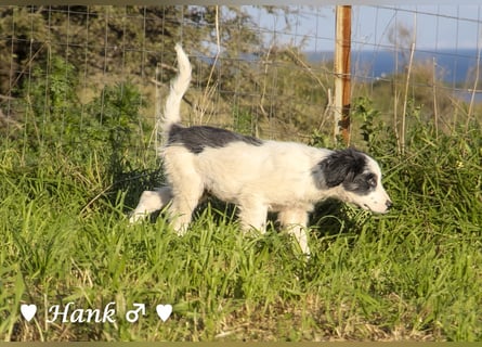 Hank und Hero suchen ein Zuhause