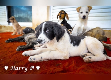 Harry, Harriet, Hank und Hero suchen ein Zuhause