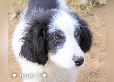 Hank und Hero suchen ein Zuhause